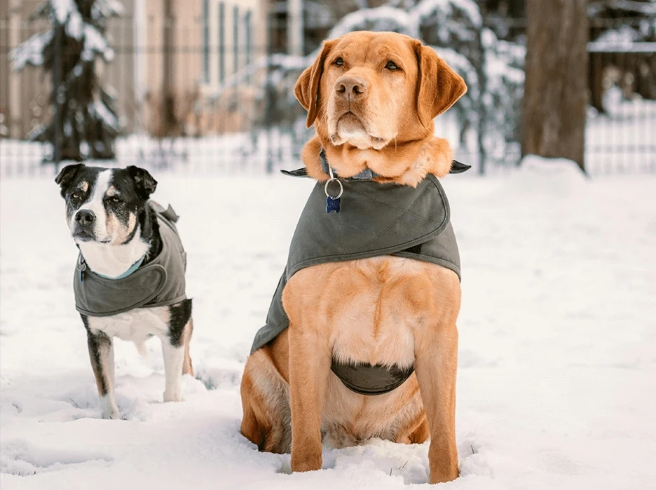 Dogs playing together in a snow-covered dog park with fencing and winter scenery.
